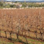 Bodegas Conrad 17
