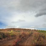 Bodegas Ontañón 1