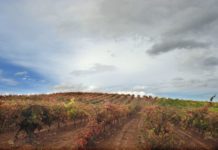 Bodegas Ontañon. D.O. Rioja