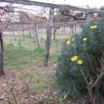 Bodegas Santiago Ruiz. D.O. Rías Baixas