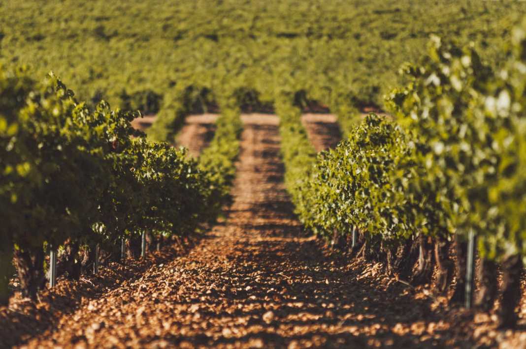 Bodega Javier Sanz. DO Rueda