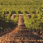 Bodega Javier Sanz. DO Rueda