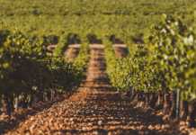 Bodega Javier Sanz, D.O. Rueda Bodega Javier Sanz. DO Rueda