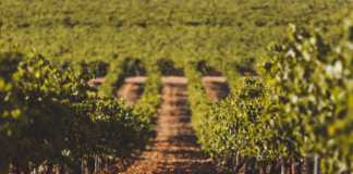 Bodega Javier Sanz. DO Rueda