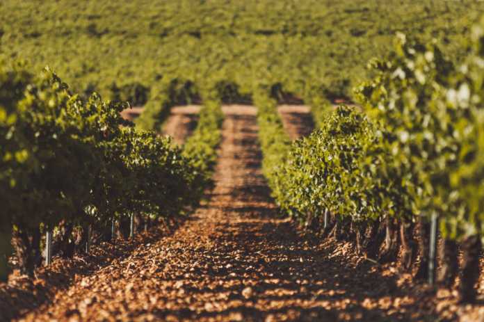 Bodega Javier Sanz. DO Rueda
