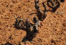 El Consejo Regulador de la D.O. Ribera Duero y Sonorama Ribera convocan la cuarta edición de “Talento Ribera” Sonorama