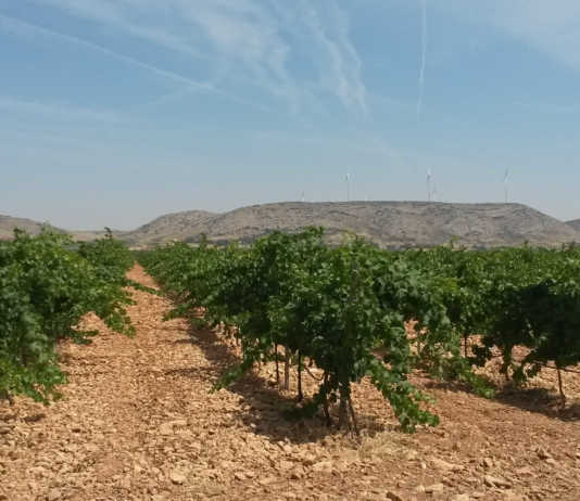 Bodegas Anhelo. V.T. Castilla: “Pequeña bodega con vinos que sorprenden” Bodegas Anhelo