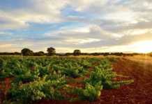 Fuentes del Silencio, la recuperación del Jamuz bodega Fuentes del Silencio