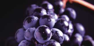 DO Rioja viñedos singulares