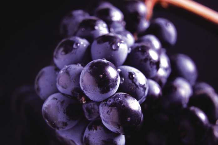 DO Rioja viñedos singulares