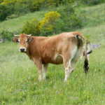 Carne Vacum Raza casina