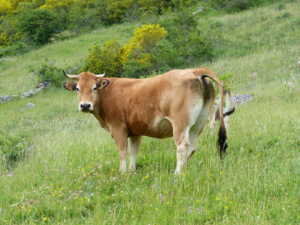 Carne Vacum Raza casina