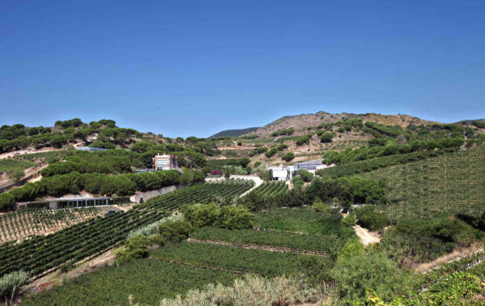 Alta Alella reconocido como cavas de paraje