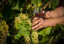 Juvé&Camps inicia su tercera vendimia ecológica JuvéCamps inicia su tercera vendimia ecológica