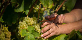 JuvéCamps inicia su tercera vendimia ecológica