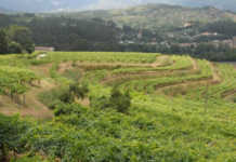 La D.O. Rías Baixas estima en 37,6 millones de kilos esta vendimia Rías Baixas y la vendimia 2017