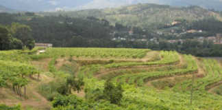 Rías Baixas y la vendimia 2017