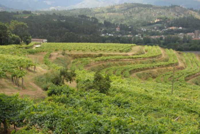 Rías Baixas y la vendimia 2017