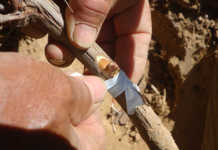 Uva Godello en los viñedos californianos de la familia Torres Torres y la Godello en California