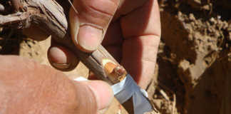 Torres y la Godello en California