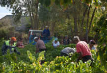 Balance de la vendimia 2017 en la D.O. Bierzo Bierzo y la vendimia 2017