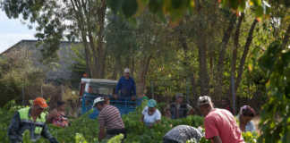 Bierzo y la vendimia 2017