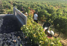 Resultado de la vendimia en la D.O. Somontano Vendimia Sotomontano