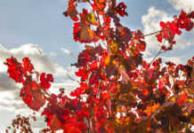 La arqueología del vino en el territorio Bobal de Utiel-Requena Utiel Requena y el territorio Bobal