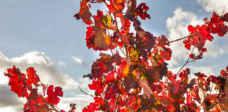 Utiel Requena y el territorio Bobal