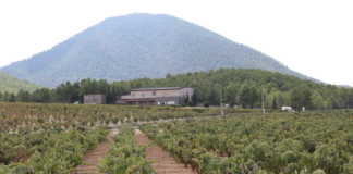 Bodegas Lavia D O Bullas
