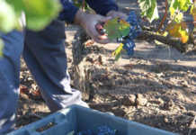 Grupo Rioja estima un incremento del precio del vino Rioja y los precios del vino