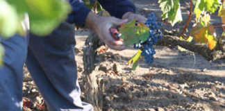 Rioja y los precios del vino