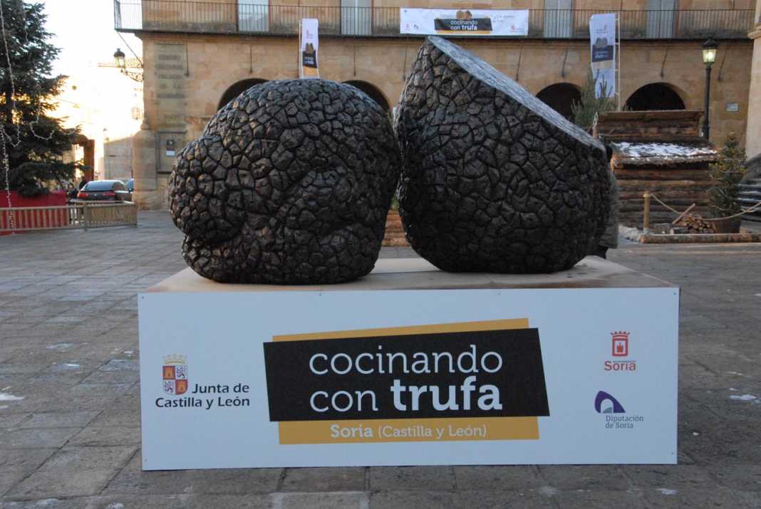 Trufa negra en Soria