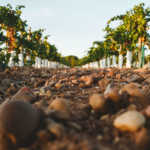 Bodega Beronia Rueda, Suelos_vina_Beronia_Rueda