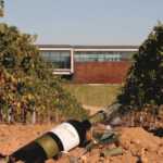 Bodegas Beronia Rueda. Beronia_Rueda_y_copa_sobre_vinedo