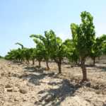 Bodega-Altavins,-D.O.-Terra-Alta-compressor
