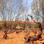 Bod. Antídoto,tierra roja de La Hormiga