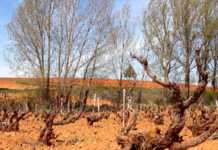 Bodega Antídoto, D.O. Ribera del Duero.