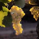 Bodega-Montesquius,-D.O.-Cava-5-compressor