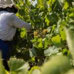 Bodega Montesquius, D.O. Cava 6