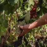 Bodega Montesquius, D.O. Cava 7