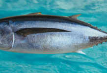 Espacio Platea ofrece pescado azul este verano.