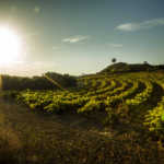 Rioja Alta, Sajazarra, Cihuri
