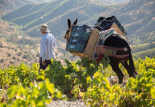 Málaga, sabor a trópico y vino dulce.