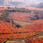 Bodega Sonsierra, D.O.Ca Rioja 5