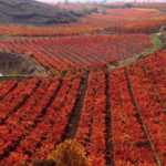 Bodega Sonsierra, D.O.Ca Rioja 6