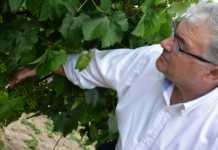 Bodegas Yuste, D.O. Jerez.