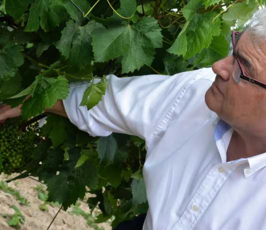 Bodegas Yuste, D.O. Jerez.