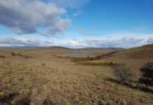 Familia Torres plantará árboles en la Patagonia Chilena.