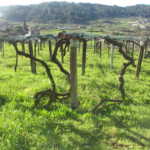 Bod. Gerardo Méndez, D.O. Rías Baixas 4